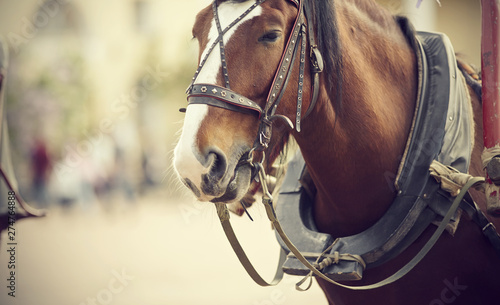 Portrait of a draught horse harnessed to a carriage © Azaliya (Elya Vatel)