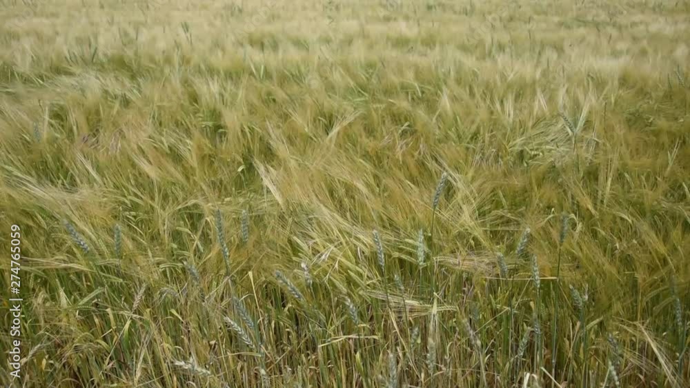 Barley field in a windy day