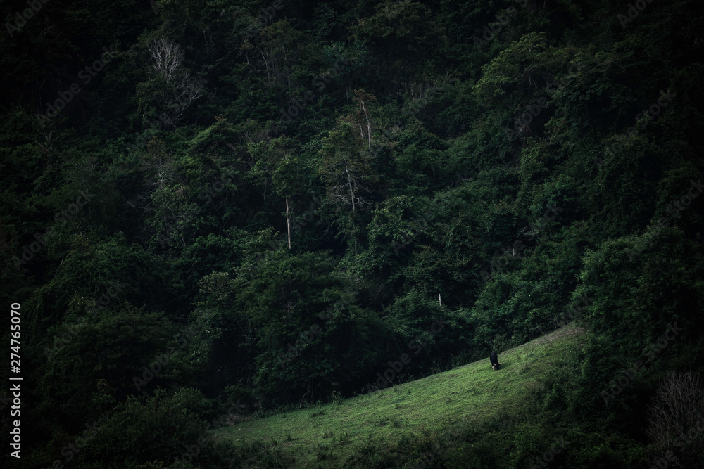 Fototapeta premium The wild Guar is standing in the middle of the rainforest.