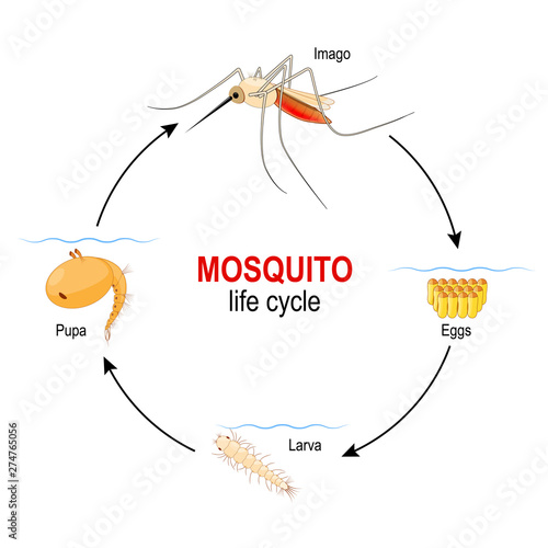mosquito life cycle. four stages: Egg, Larva, Pupa and adult insect. photo