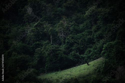 The wild Guar is standing i...