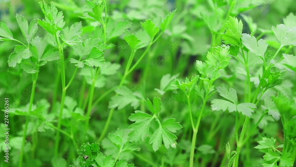 fresh parsley growing spices agriculture crop eco farm fresh parsley growing spices agriculture crop eco farm