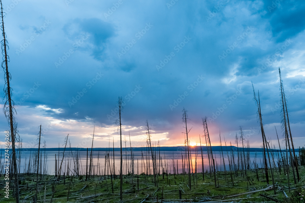 Sunset near lake Yellowstone, against a foreground of dead trees.