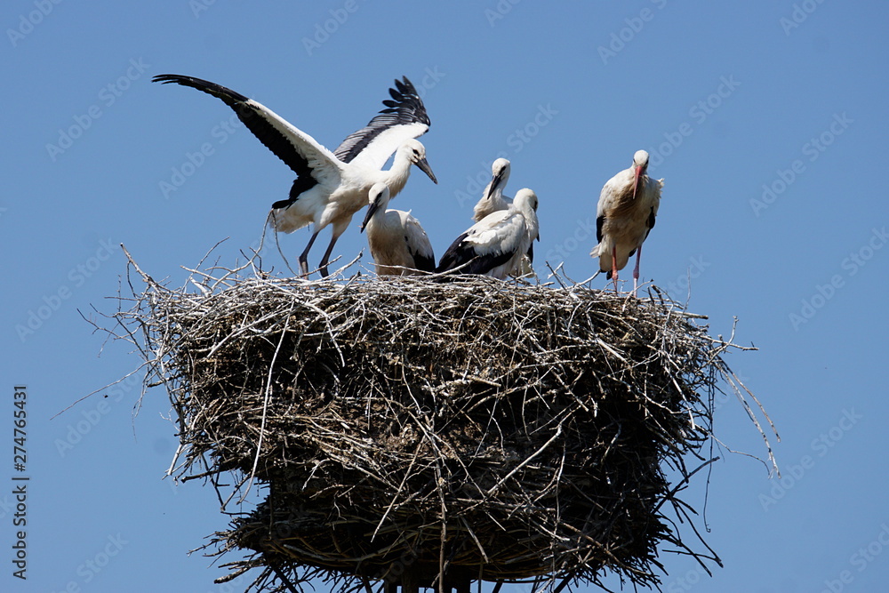 Fototapeta premium White stork chicks on their nest