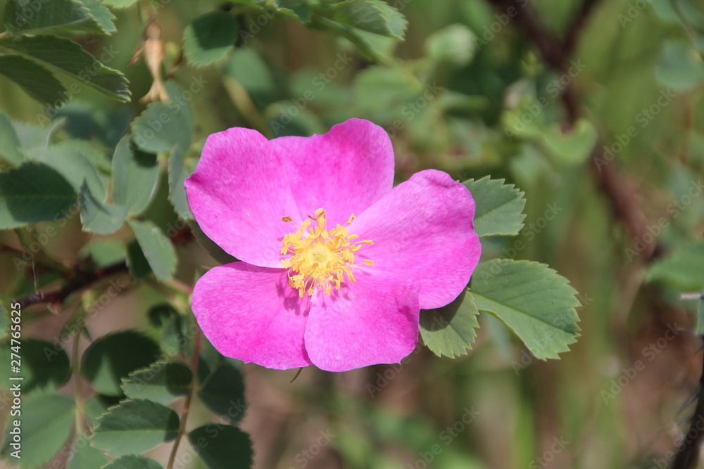 Obraz premium Wild Rose In Bloom, Whitemud Park, Edmonton, Alberta
