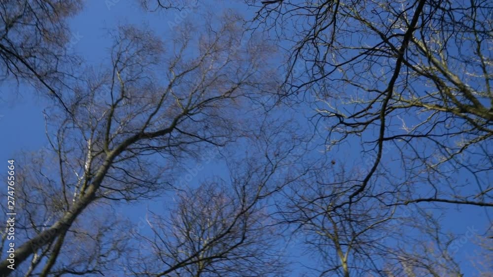 4K stabilized video spinning camera looking up into tree canopy of bare branches against a blue sky 4K stabilized video spinning camera looking up into tree canopy of bare branches against a blue sky