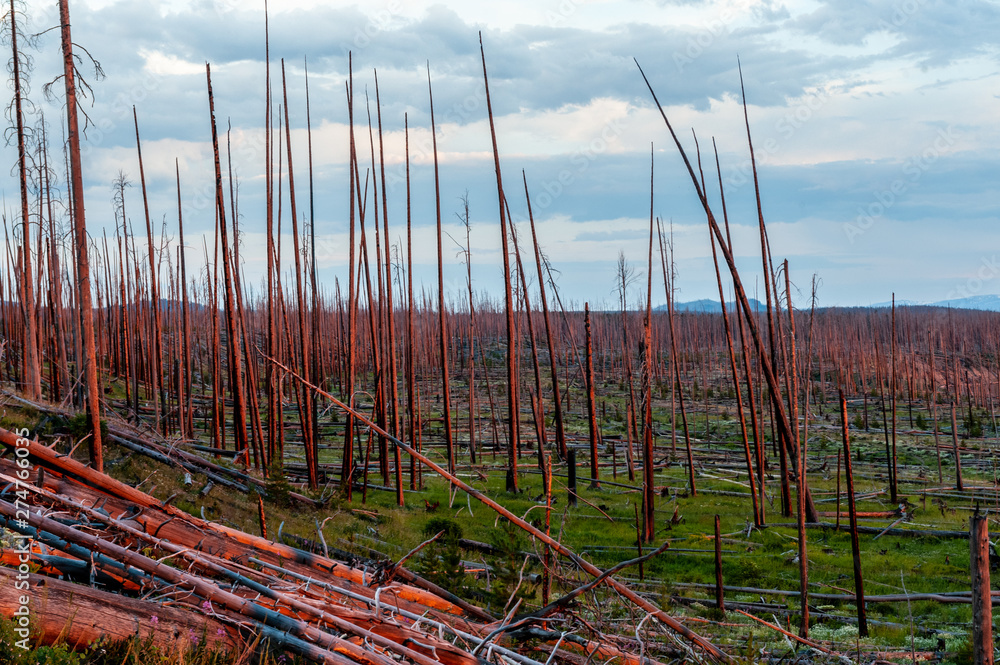 Obraz premium Dead tree trunks catching the last rays of a setting sun along the yellowstone shoreline.