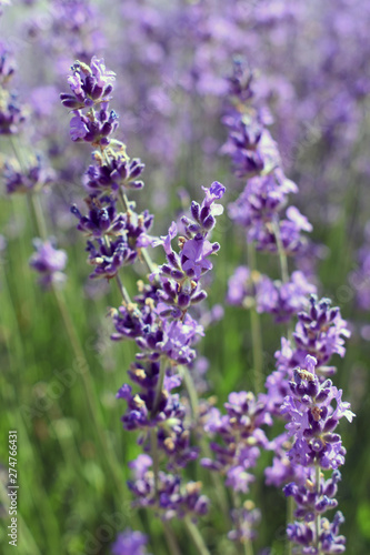 Photos of lavender on the field.