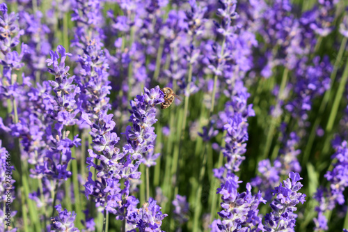 The bee sat on the lavender flowers.