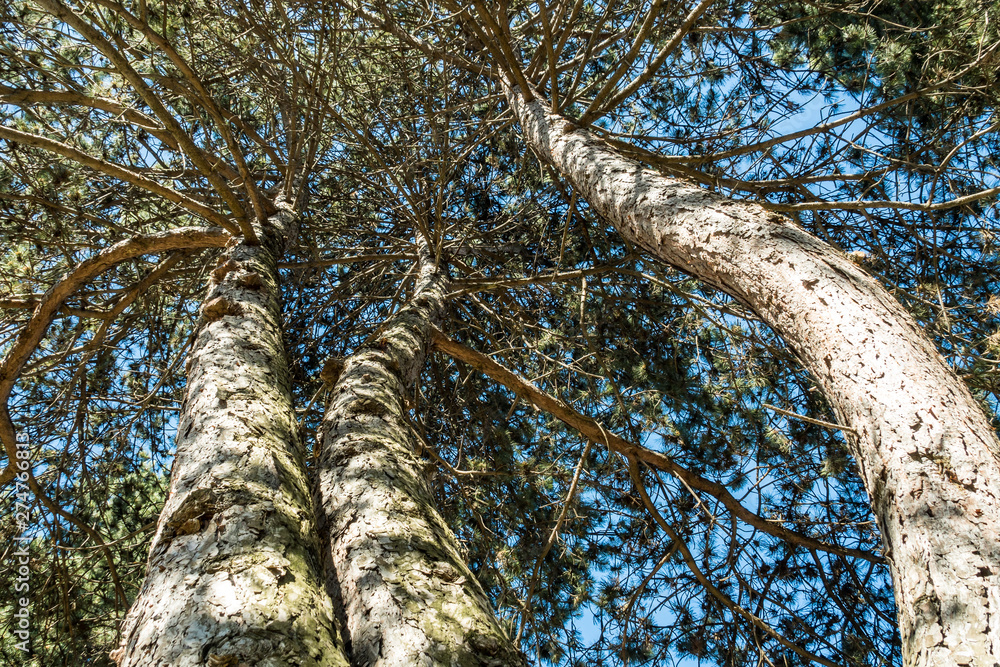 Fototapeta premium tall tree with three twisted thick branches reaching to the sky covered in dense foliage on a sunny day