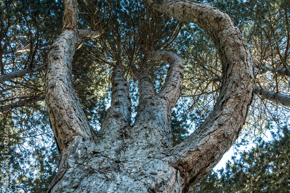 Fototapeta premium thick redwood with four strong branches covered in dense leaves on the top view from below