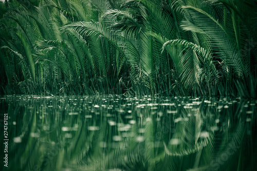 Nypa fruticans, Trees in th...