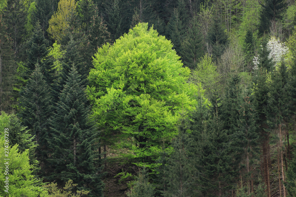 Big green tree betwen spruces. Spring time. Slovenia