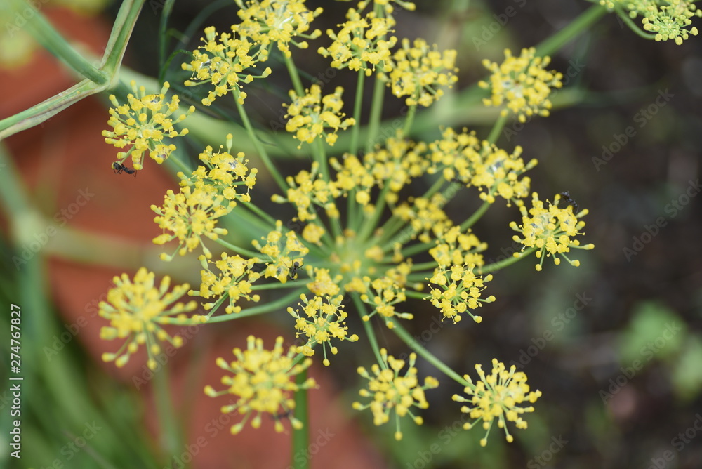 Fennel is a sweet-scented herb used for food and medicine. Fennel is a sweet-scented herb used for food and medicine.