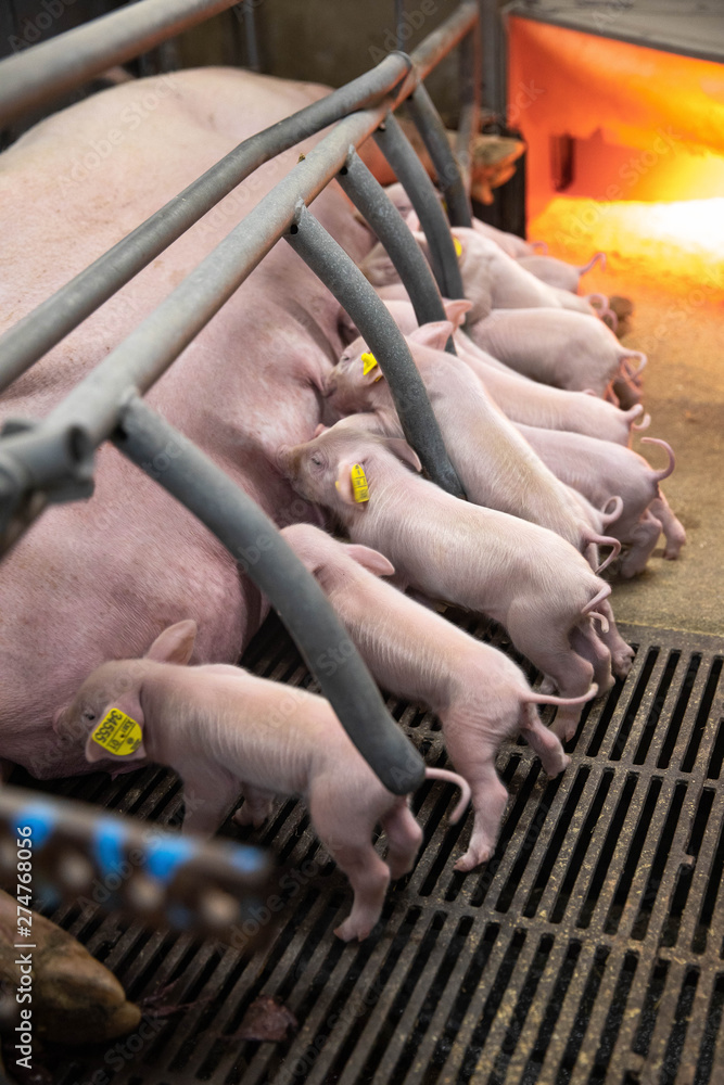 Piglets sucking milk