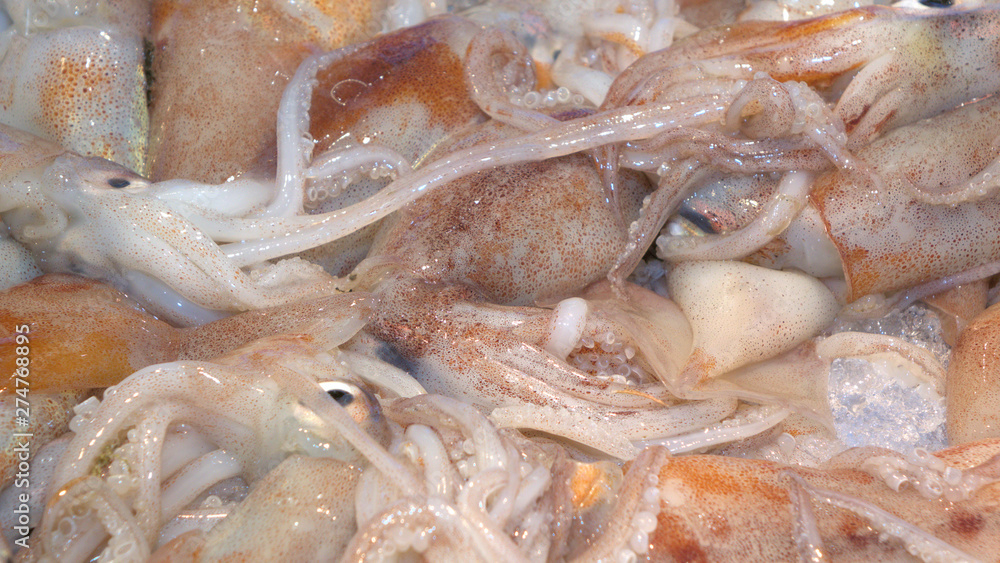 Frische Tintenfische Frische Tintenfische