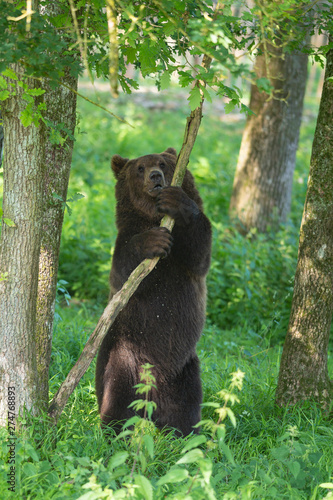 European brown bear