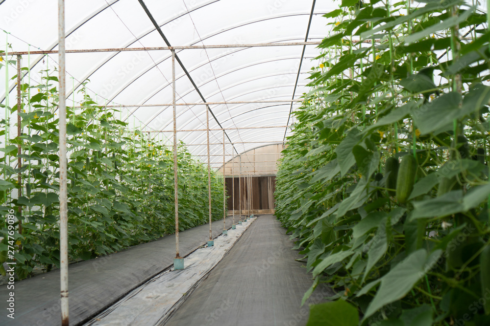 Fototapeta premium Organic vegetables for good health