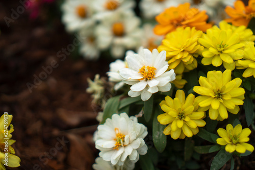 white flower, tropical flower plant © chokniti