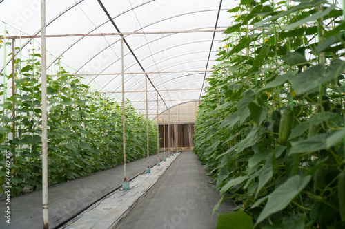 Organic vegetables for good health