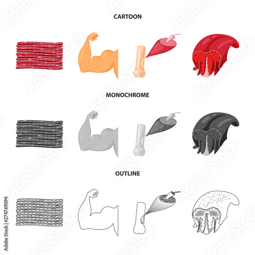 Vector design of fiber and muscular sign. Collection of fiber and body stock symbol for web.