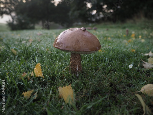 A mushroom in a field in England. 