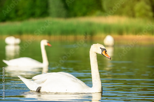 Wild geese on the water