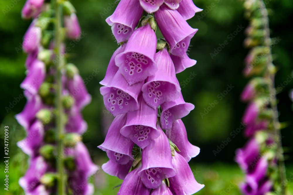 purple bells flower close up, nature