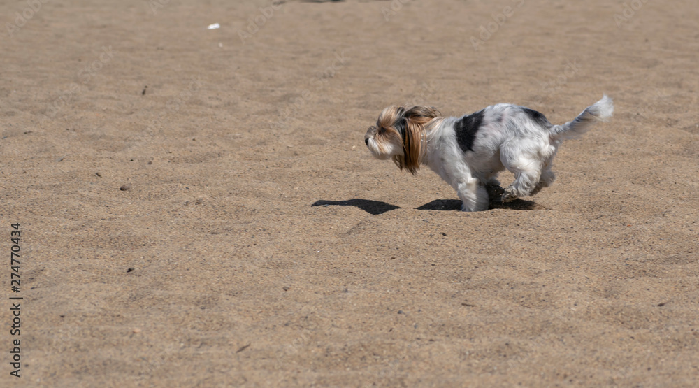 Little cute fluffy dog frolicking on the sandy beach, playing with people as a friend.