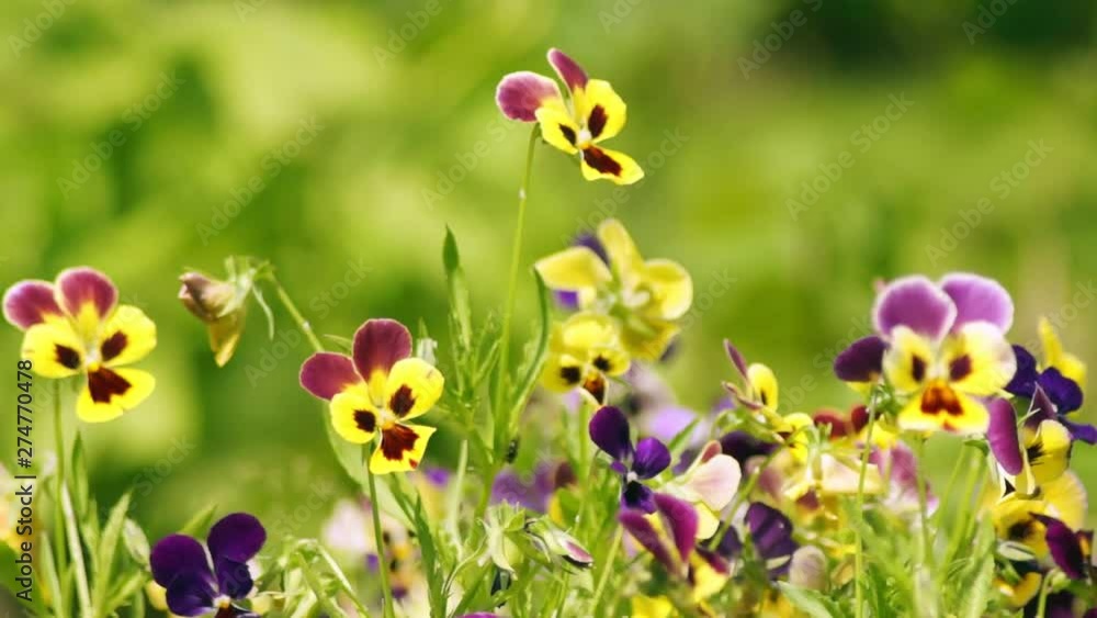 Field of multicolored pansy in the garden. Summer flowers Field of multicolored pansy in the garden. Summer flowers