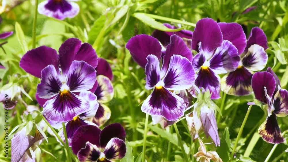 Lots of bright purple pansies in the garden. Summer flowers Lots of bright purple pansies in the garden. Summer flowers