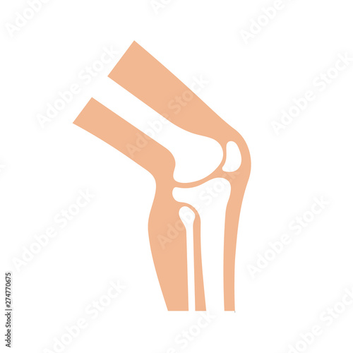 Knee joint illustration. Vector. Isolated.