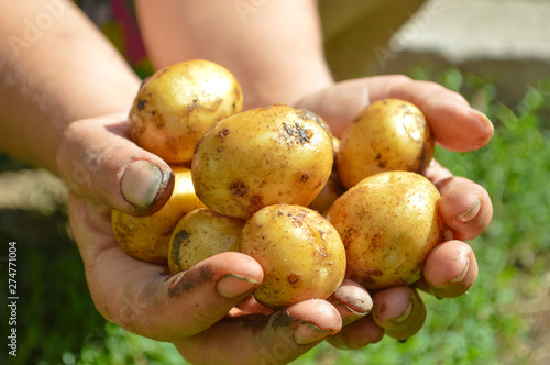 Organic vegetables. Farmers hands with freshly harveste.Fresh bio potatoesd vegetables..