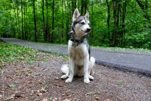Foto Alaskan Klee Kai . Portrait of a dog