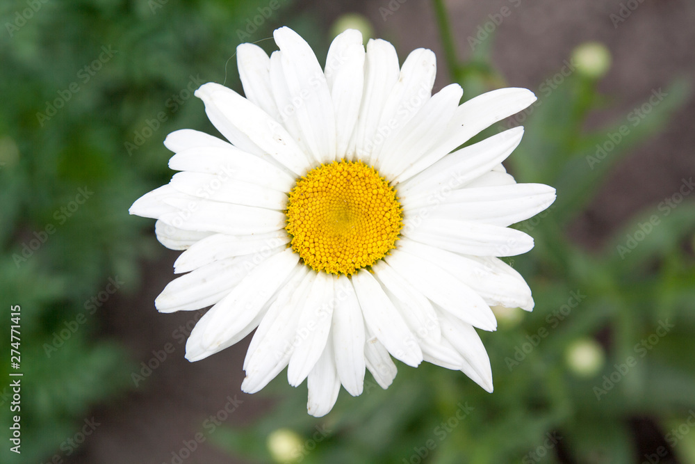 Chamomile flower in the garden Chamomile flower in the garden