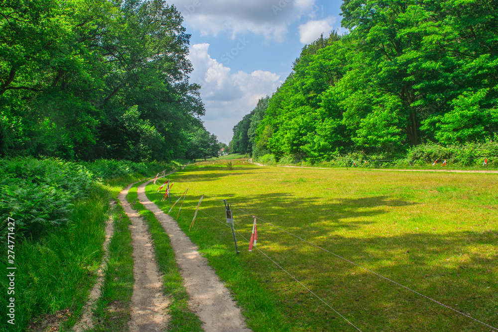 Path in Dutch forest