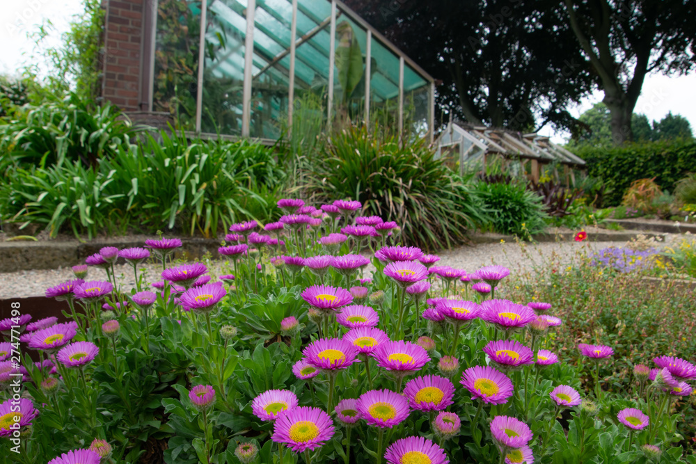 beautiful pink flowers in front of the glasshouse