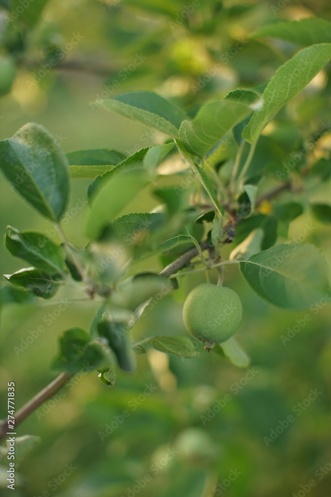 Apple tree branch with young green fruit
