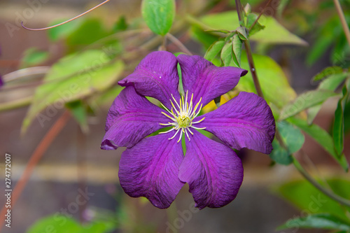Obraz na płótnie single isolated purple flower close up w salonie