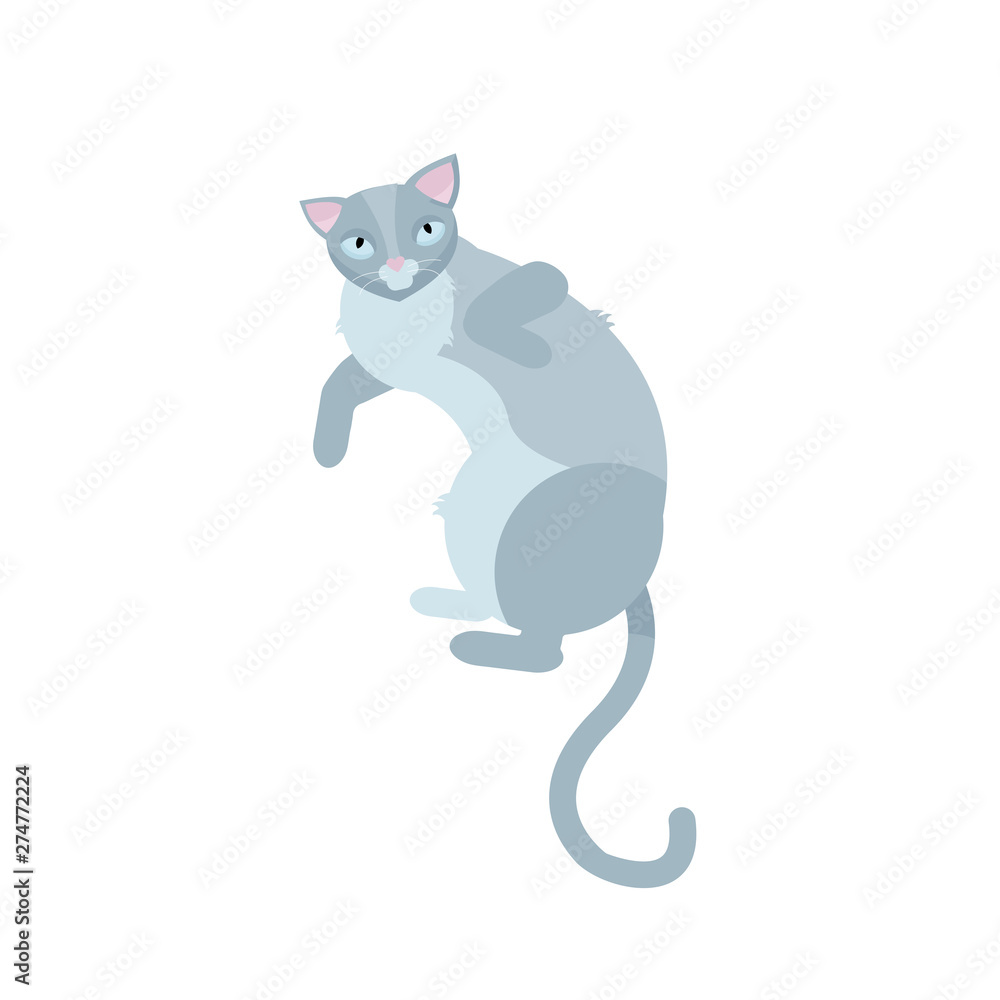 Fototapeta premium Single gray cats lying on white backgound. pretty fun play feline sitting mammal domestic kitty. flat cartoon vector illustration.