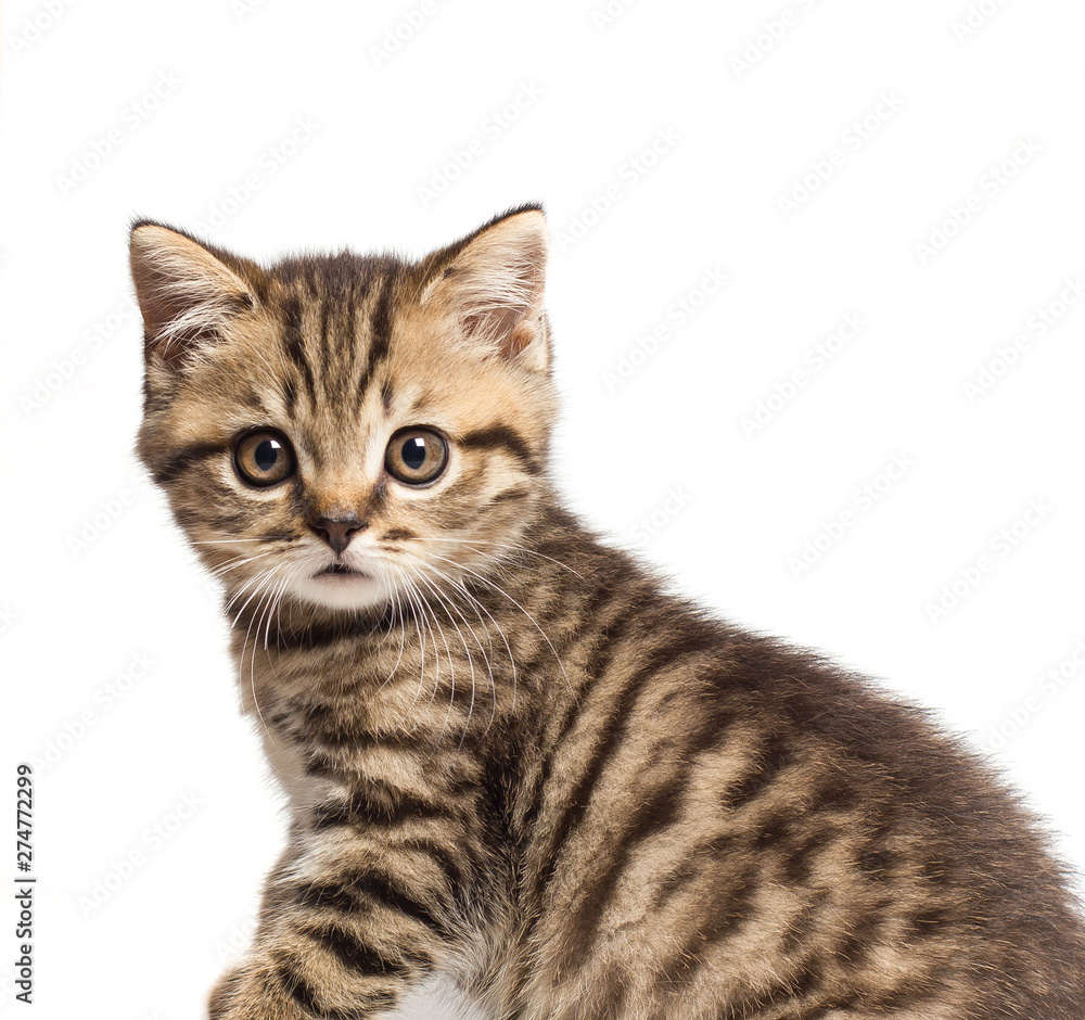 Fototapeta premium shorthair British cat with bright yellow eyes. Greeting card with british cat.