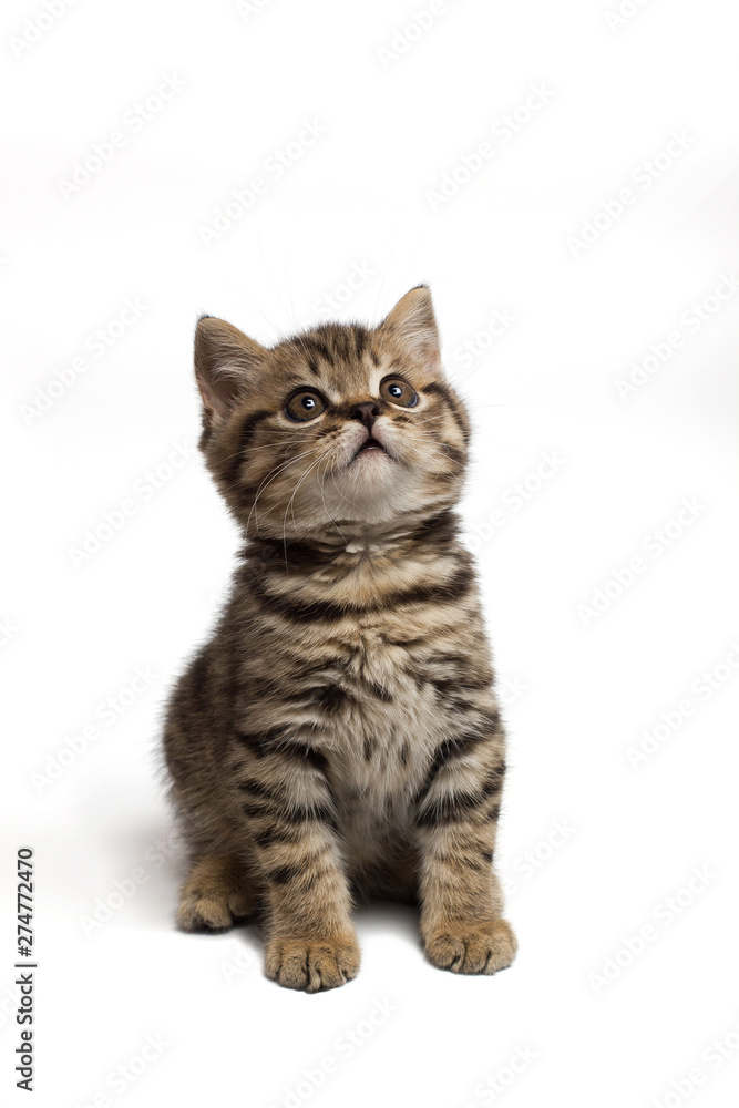 A cute white gray tabby cat looking up isolated on a white background. A cute white gray tabby cat looking up isolated on a white background.