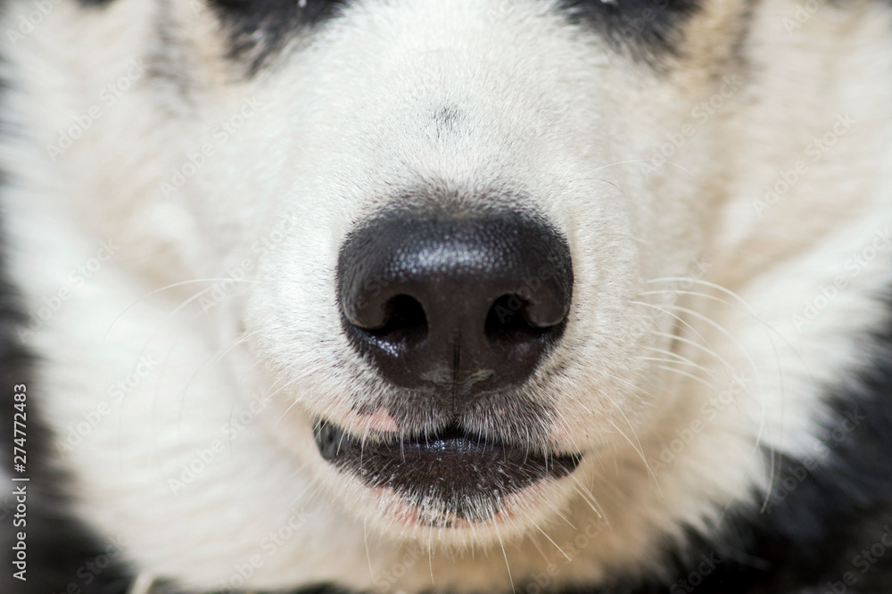 Closing up white dog's nose and mouth. Close up shot of dog nose