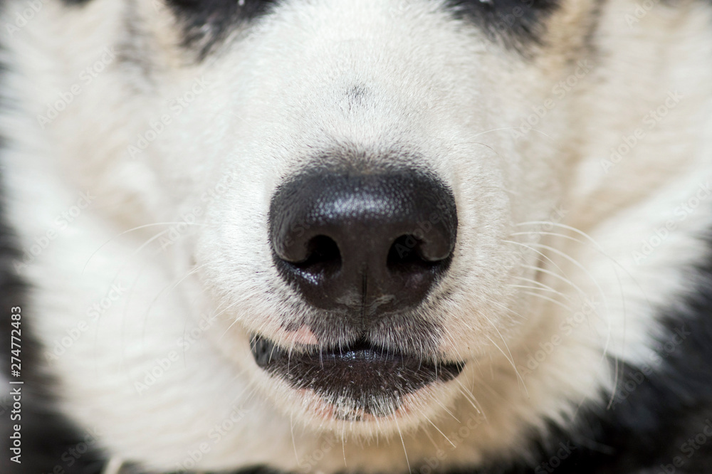 Obraz premium Closing up white dog's nose and mouth. Close up shot of dog nose