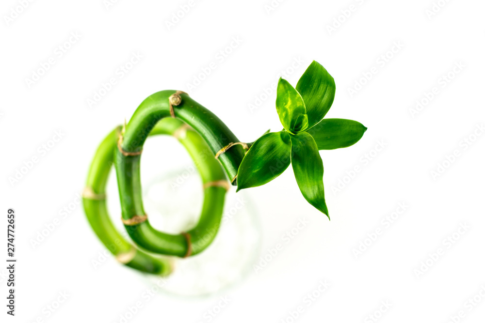 Twisted into a spiral shape houseplant stem of Lucky Bamboo (Dracaena Sanderiana) with green leaves, isolated on white background