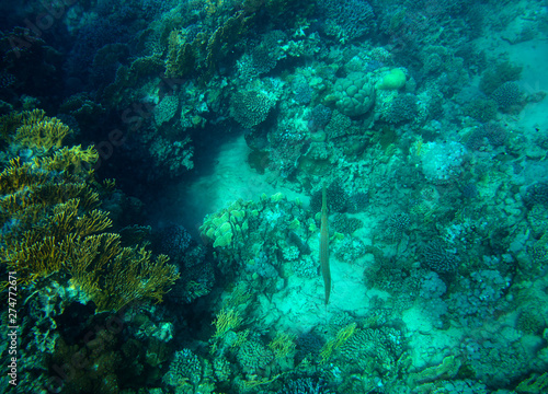 sea fish near coral, underwater