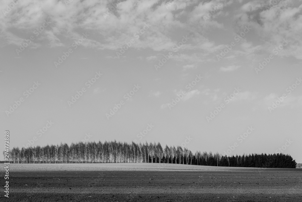 Monochrome landscape with birch and coniferous trees in the row under rhe cloudy sky.