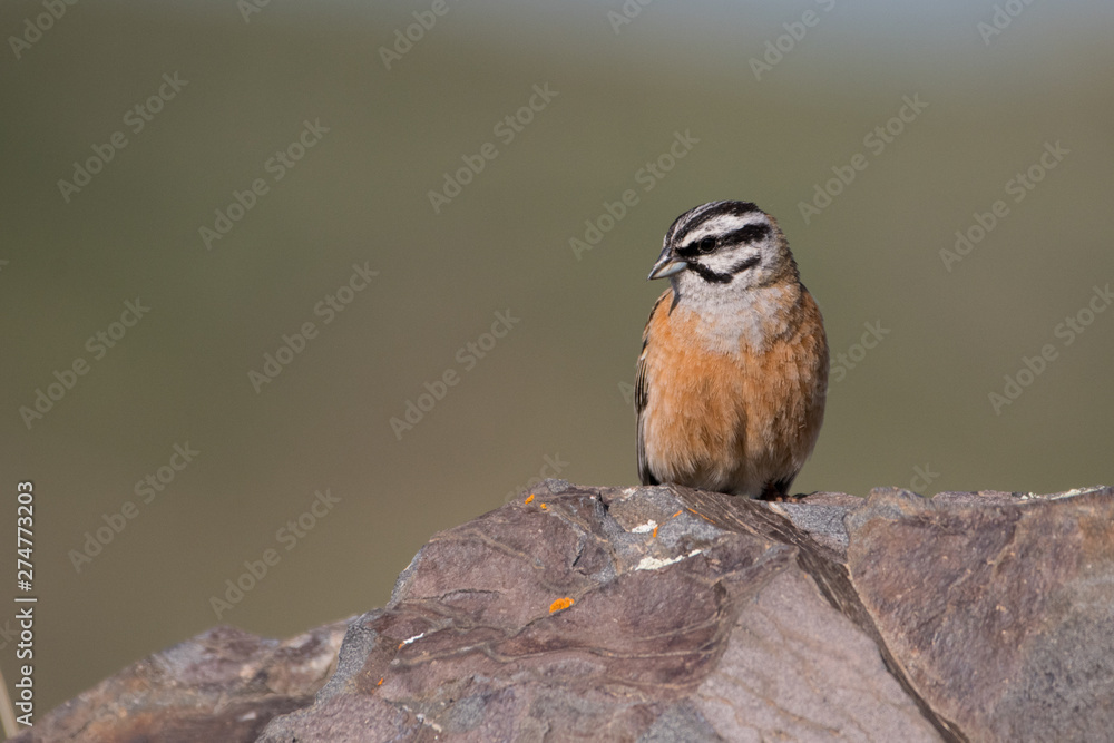 Stunning bird photo. Rock bunting (Emberiza cia) on the rock. Stunning bird photo. Rock bunting (Emberiza cia) on the rock.