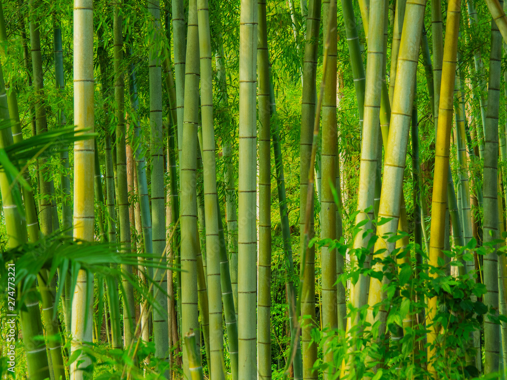Fototapeta premium las bambusowy
