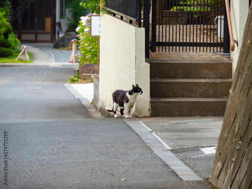 住宅街を歩く猫